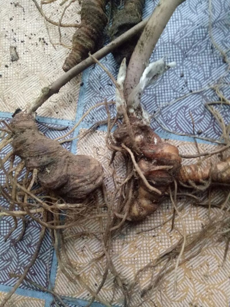 野生重楼，有苗有块茎可以上门选货，有需要的多多联系