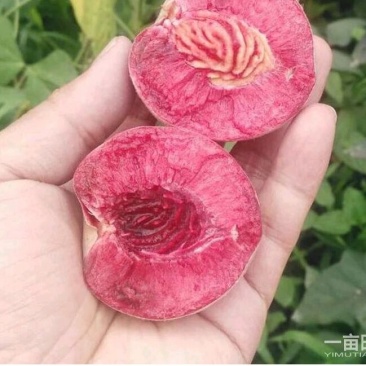 血红桃