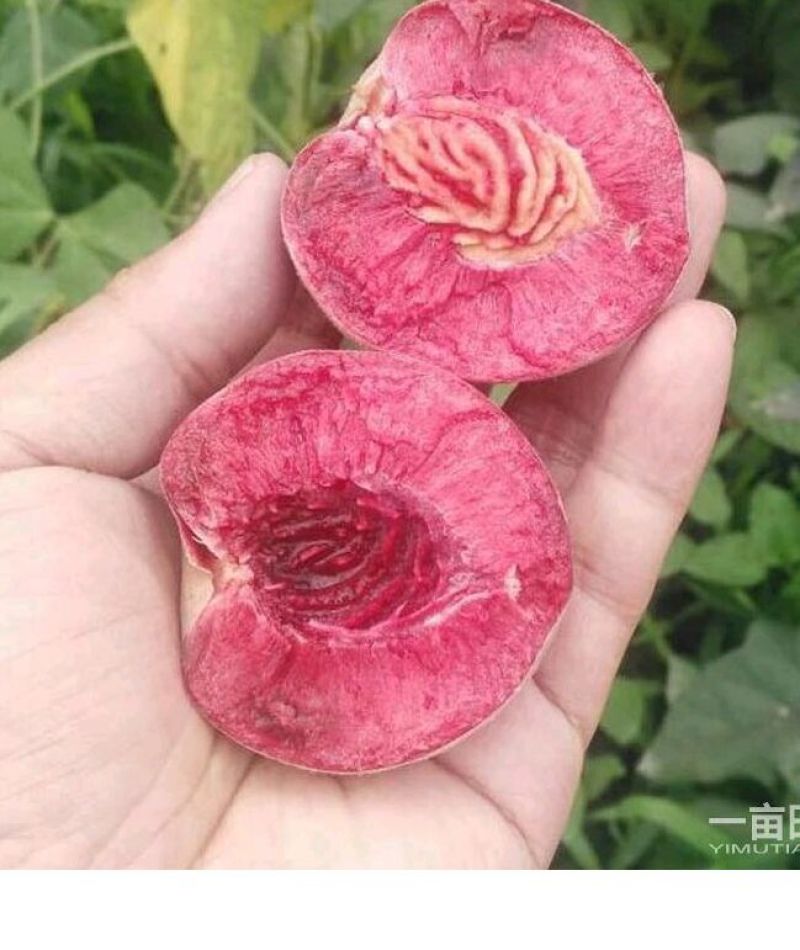 血红桃