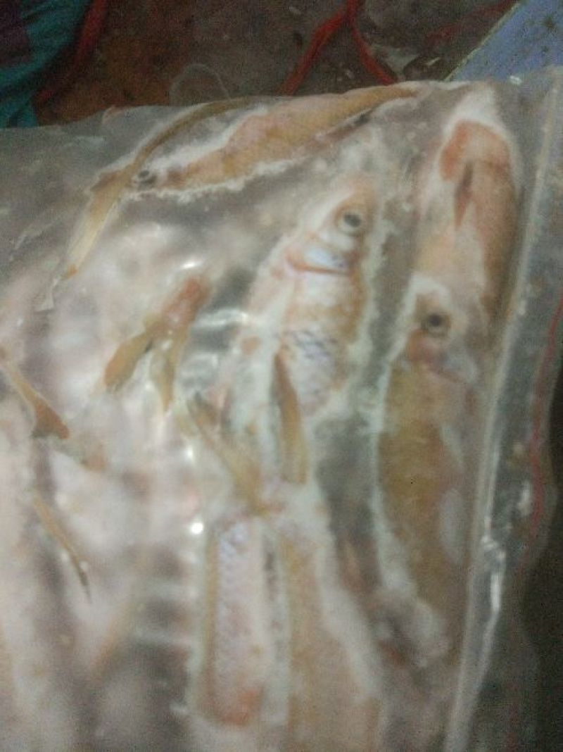 鲮鱼土鲮鱼野生鲮鱼