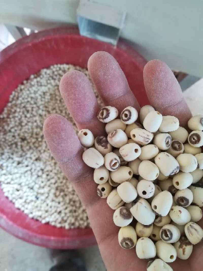 泰莲子小白莲磨皮去芯带芯泰莲，量大价可优