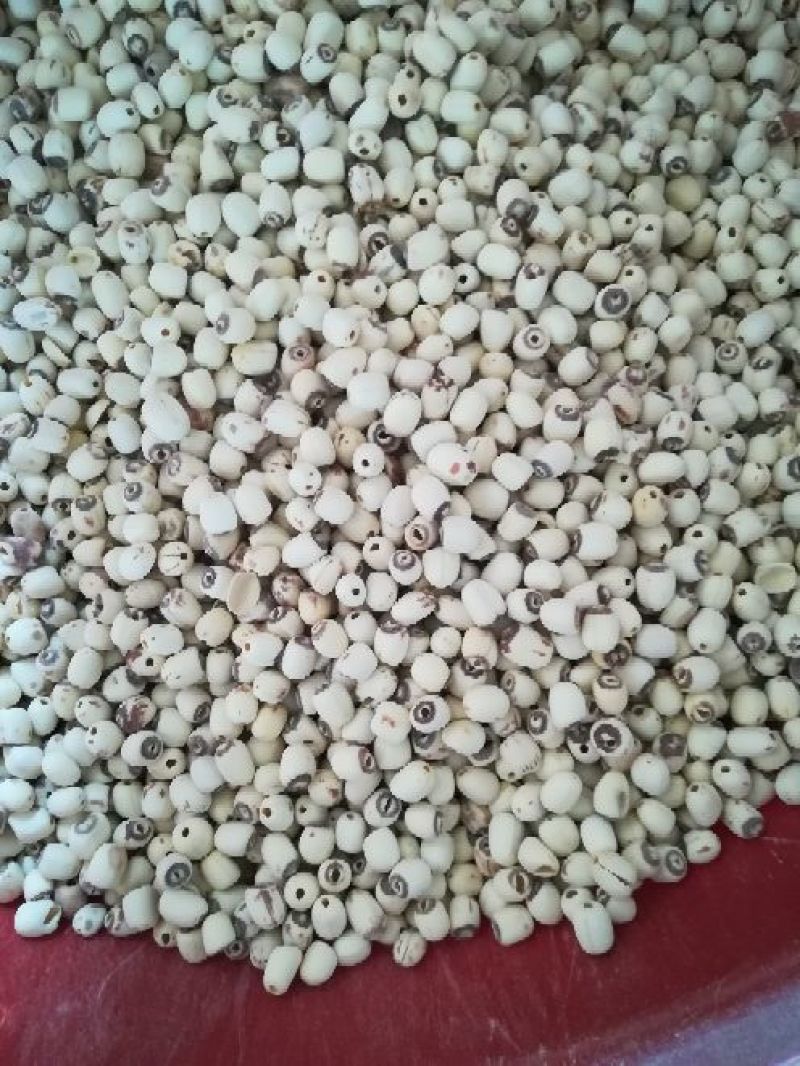 泰莲子小白莲磨皮去芯带芯泰莲，量大价可优