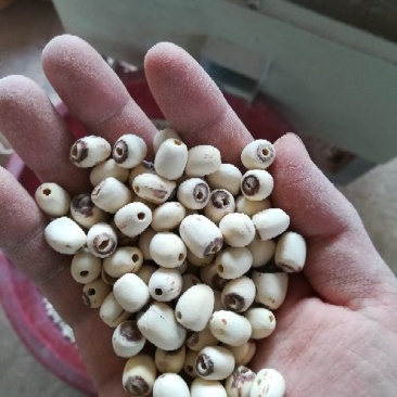 泰莲子小白莲磨皮去芯带芯泰莲，量大价可优