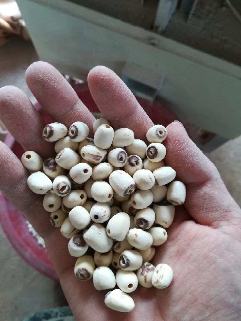 泰莲子小白莲磨皮去芯带芯泰莲，量大价可优