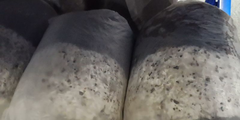 平菇菌包食用菌厂家直销品质保证
