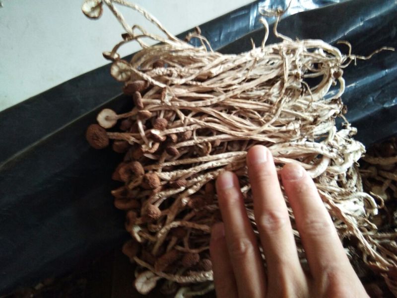 江西特产农家干茶树菇不开伞2020新货茶薪菇干货包邮