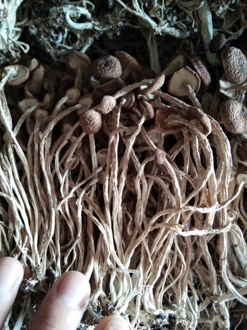 江西特产农家干茶树菇不开伞2020新货茶薪菇干货包邮