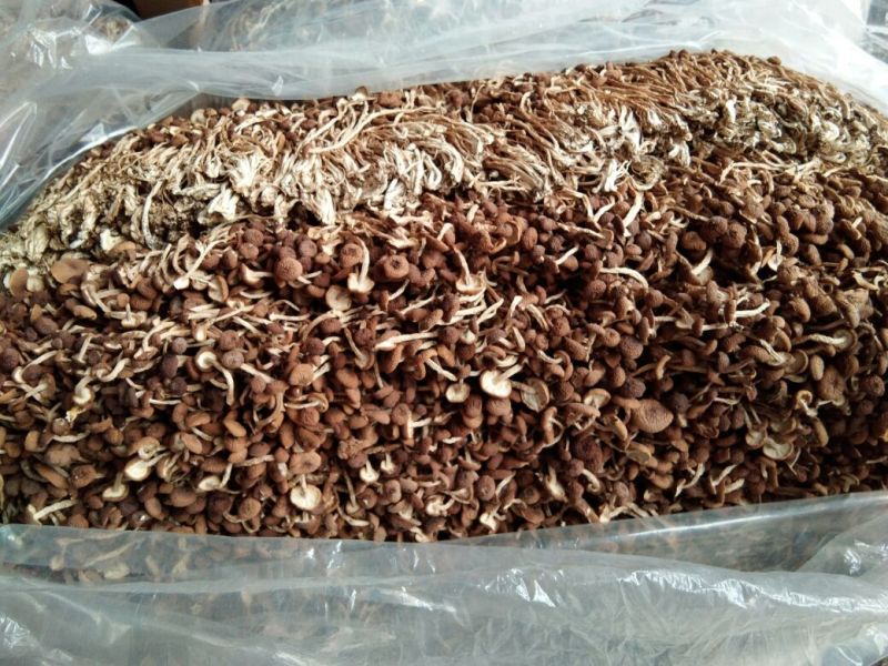 江西特产农家干茶树菇不开伞2020新货茶薪菇干货包邮