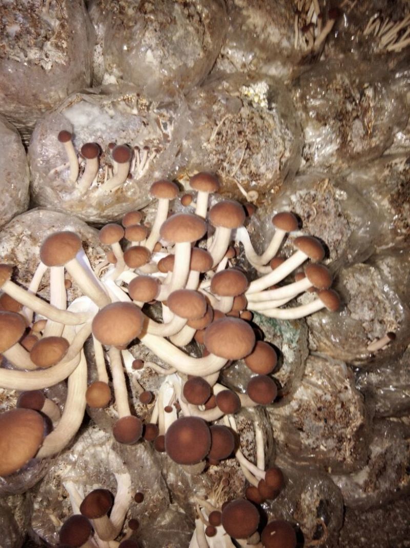 江西特产农家干茶树菇不开伞2020新货茶薪菇干货包邮