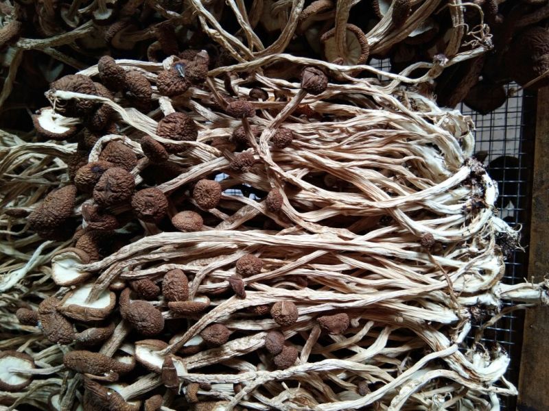 江西特产农家干茶树菇不开伞2020新货茶薪菇干货包邮