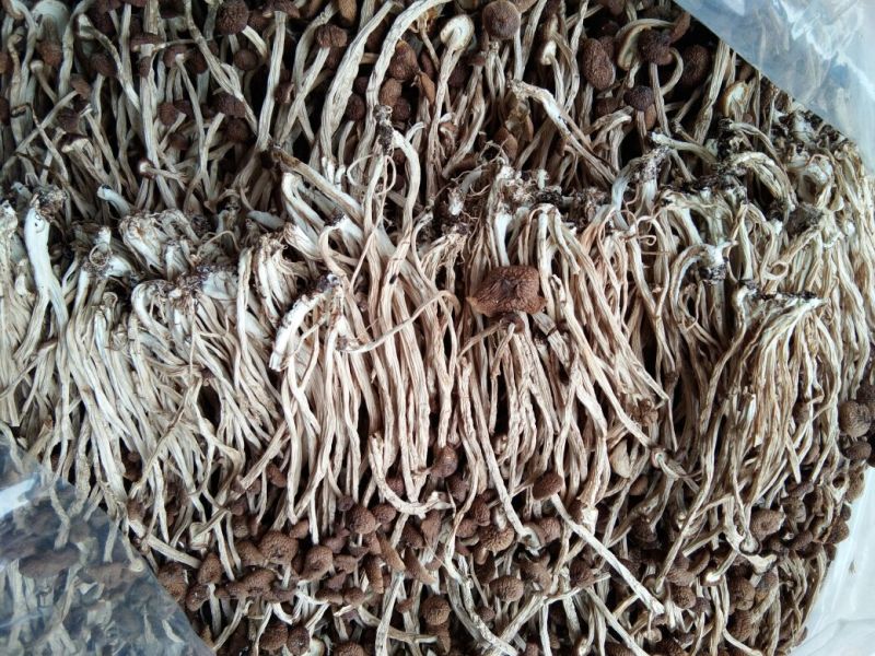 江西特产农家干茶树菇不开伞2020新货茶薪菇干货包邮