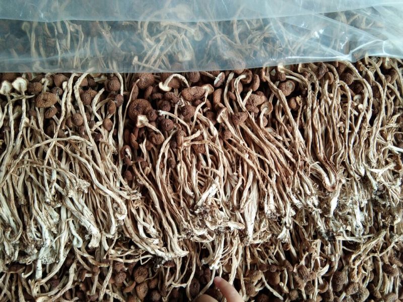 江西特产农家干茶树菇不开伞2020新货茶薪菇干货包邮