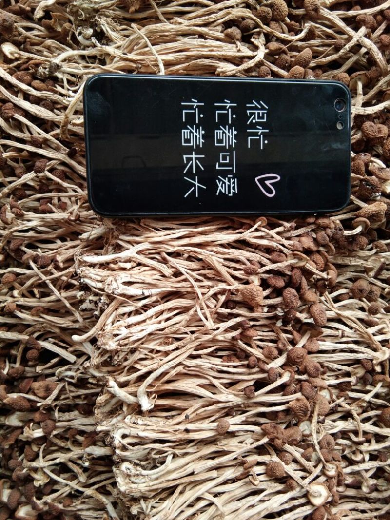 江西特产农家干茶树菇不开伞2020新货茶薪菇干货包邮