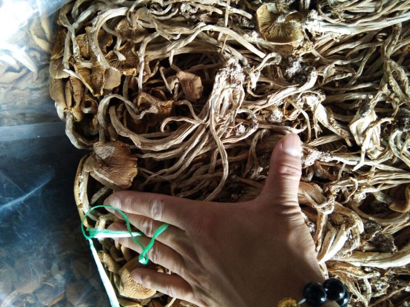 广昌茶树菇开伞干茶薪菇干货新鲜特级非野生19年新