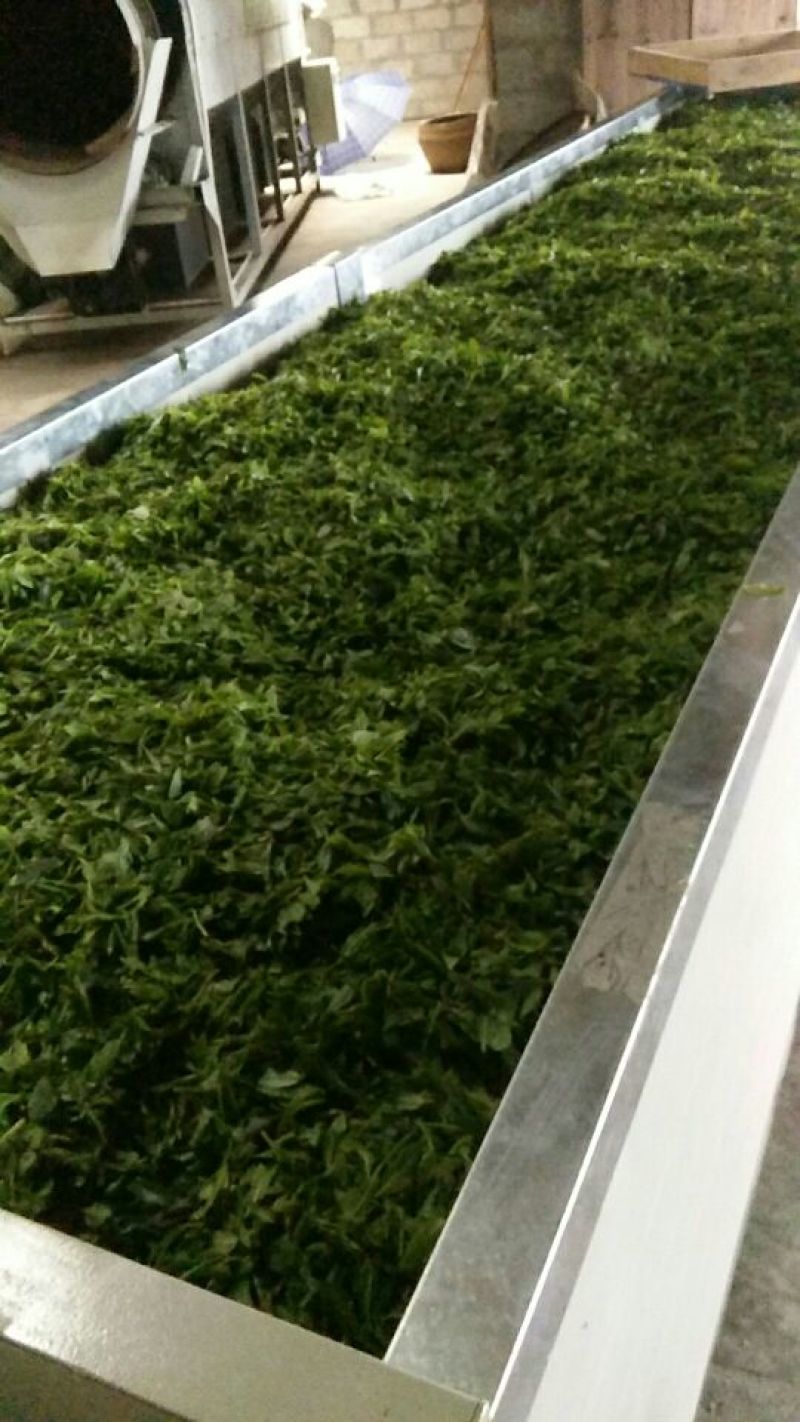 广西金秀大瑶山野生古树红茶，树年龄都是百年历史。