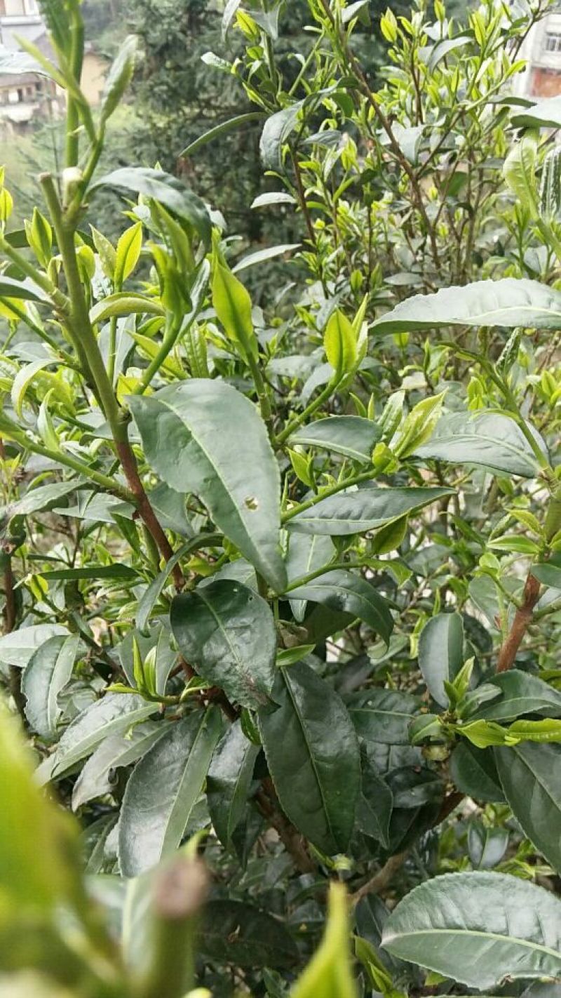 广西金秀大瑶山野生古树红茶，树年龄都是百年历史。
