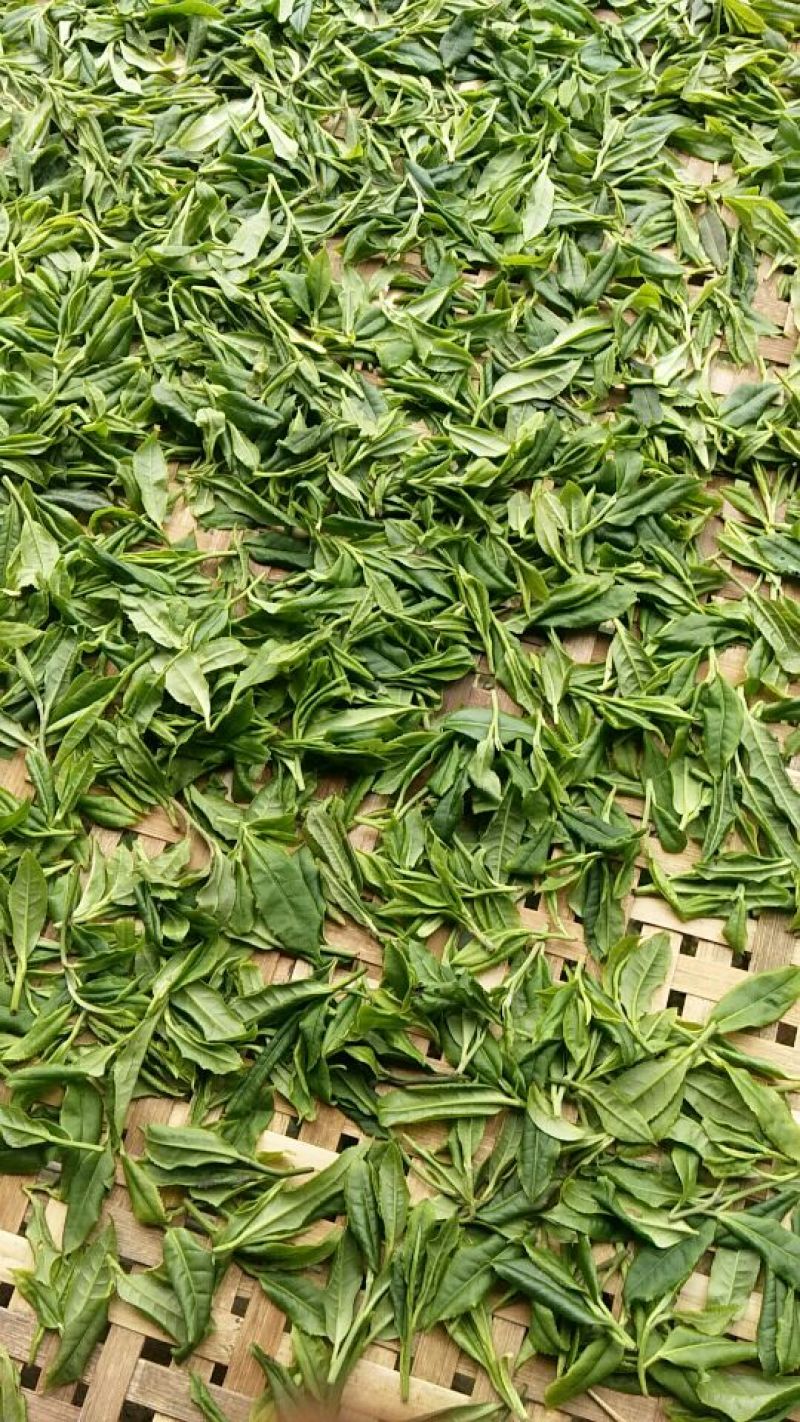 广西金秀大瑶山野生古树红茶，树年龄都是百年历史。