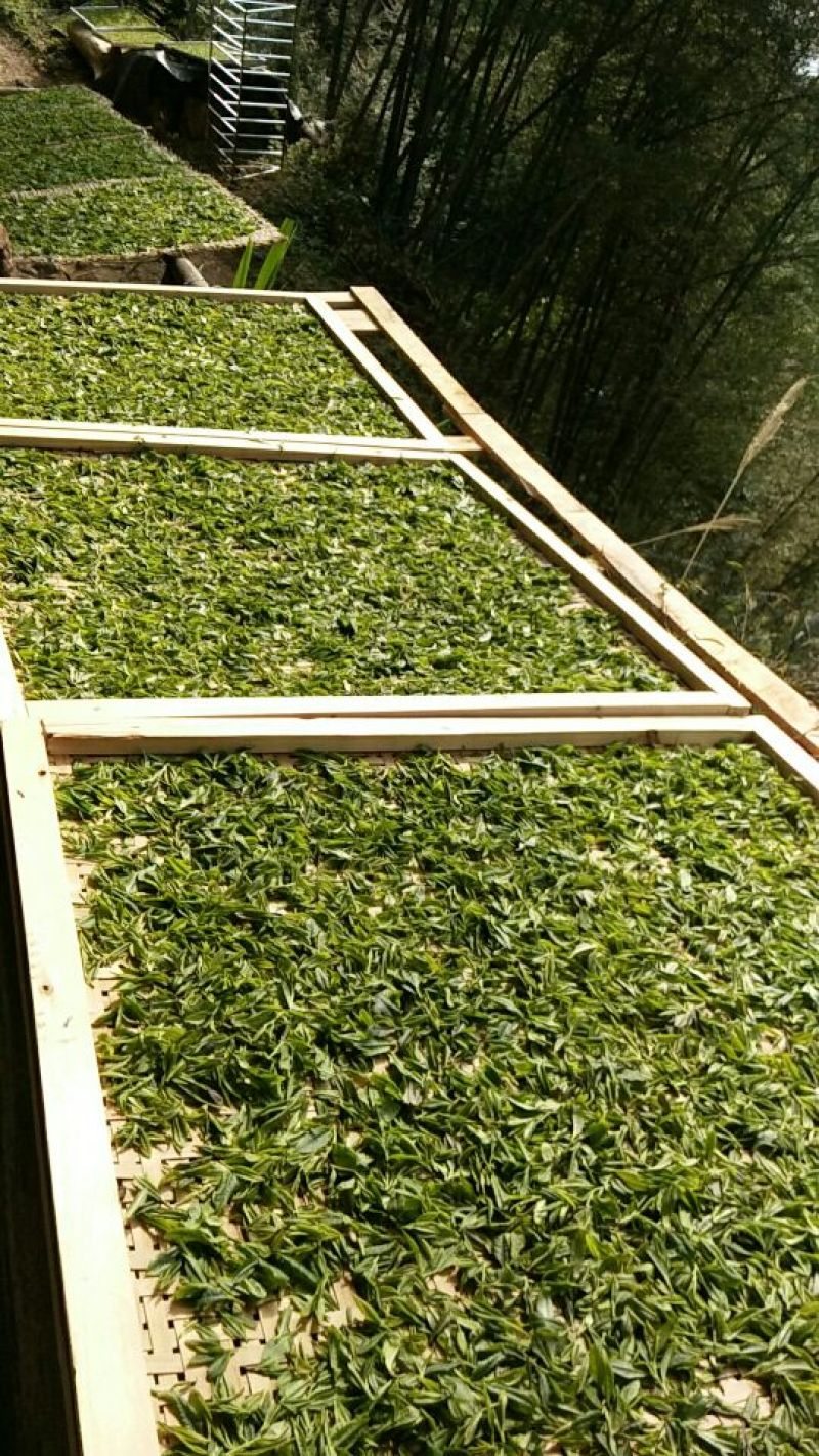 广西金秀大瑶山野生古树红茶，树年龄都是百年历史。