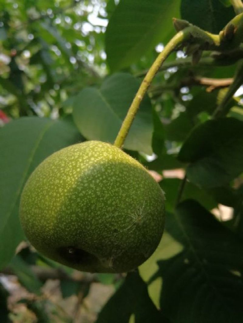 文玩核桃