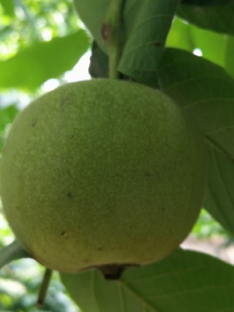 文玩核桃
