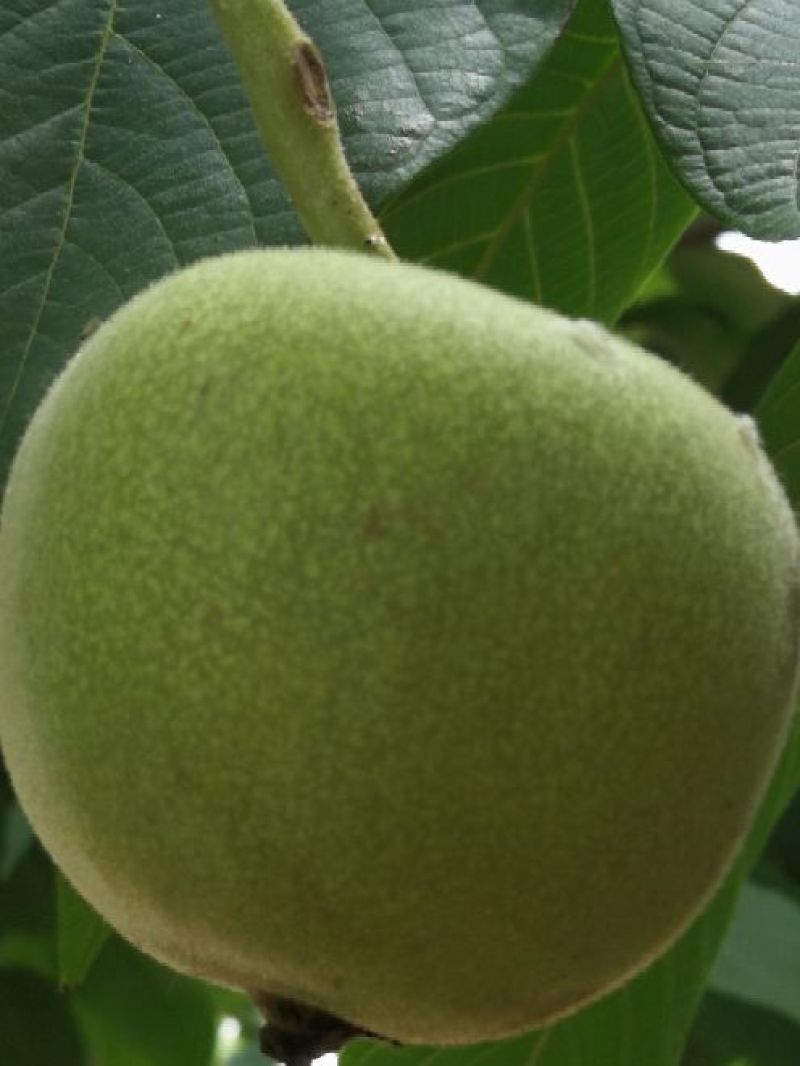文玩核桃