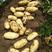 荷兰十五土豆，大棚土豆，产地直销大量供应