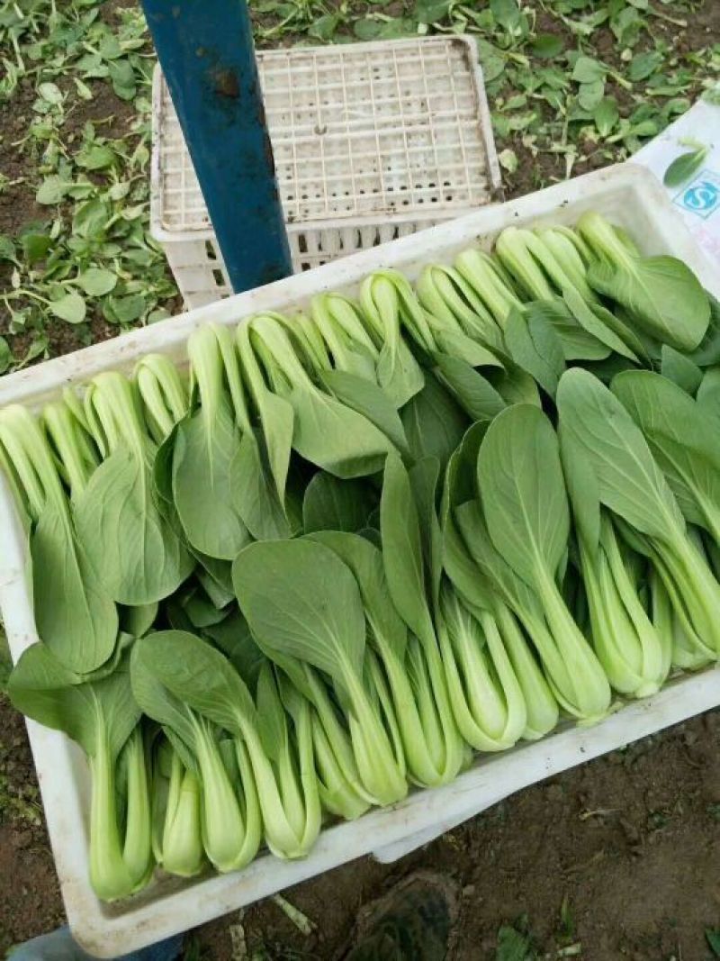 【精选】安徽小油菜食品厂上海青食堂菜电商平台商超代发代收