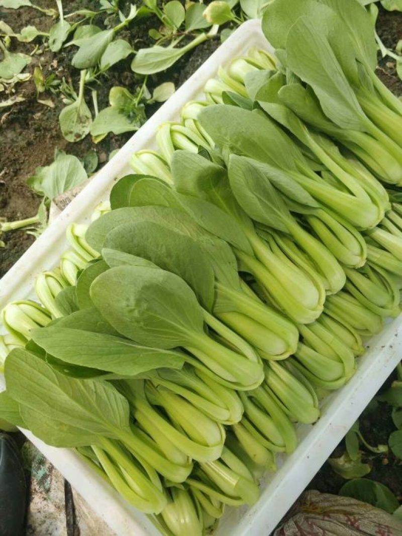 【精选】安徽小油菜食品厂上海青食堂菜电商平台商超代发代收