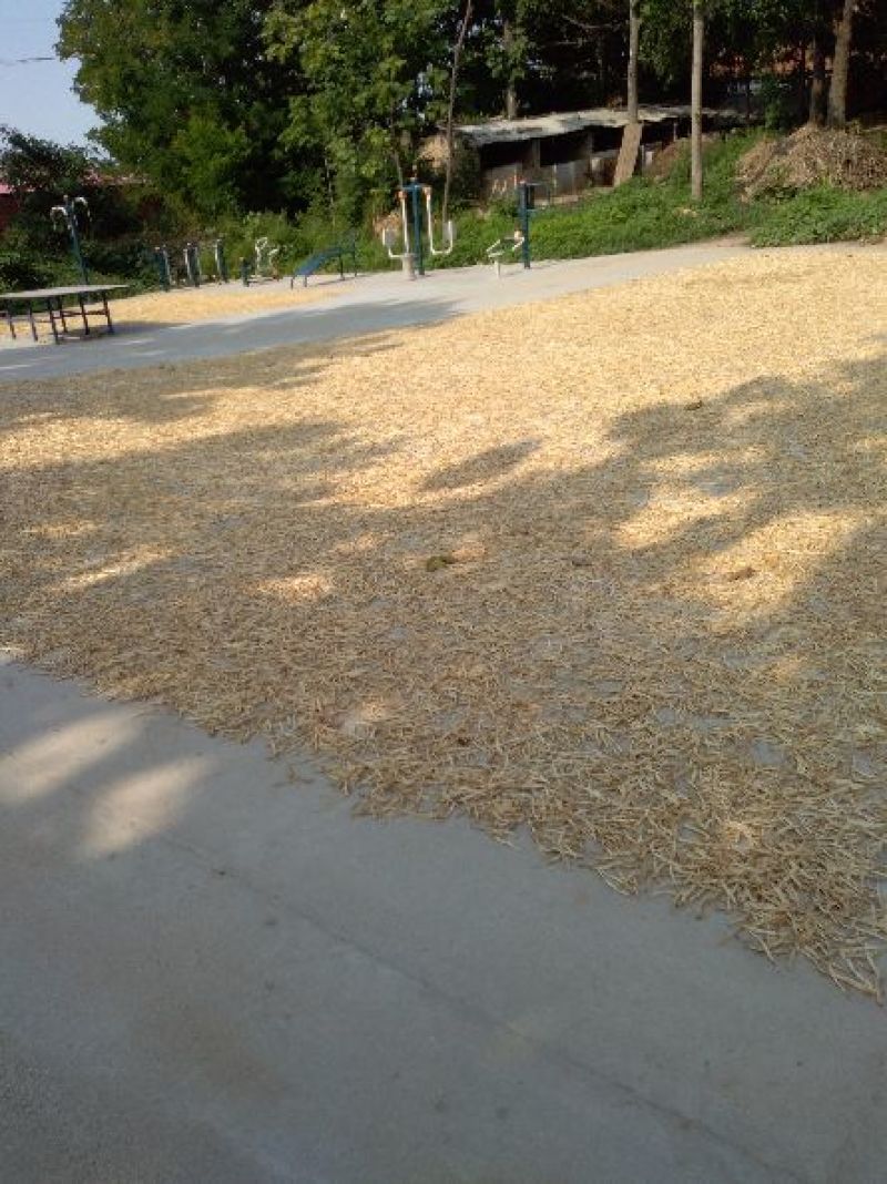 河南省灵宝市三万亩无硫干黄花菜上市了