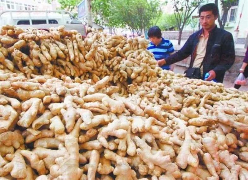 玉辉农业和作社长年出售，小黄姜，