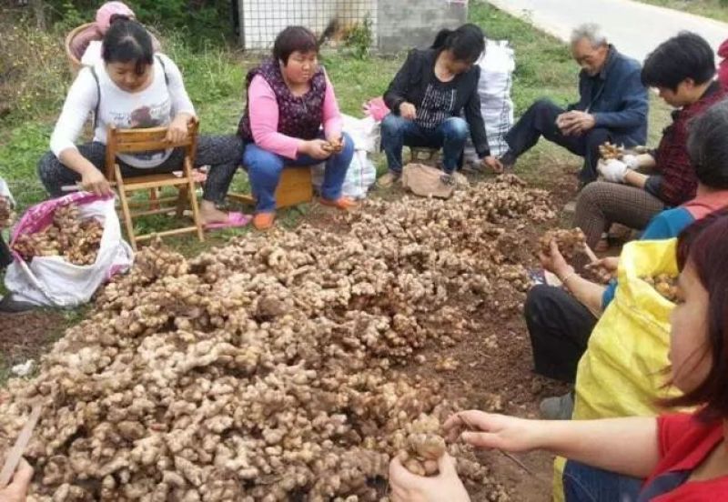 玉辉农业和作社长年出售，小黄姜，