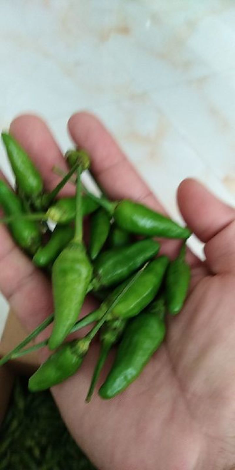 辣椒(指天椒)