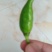 辣椒(指天椒)