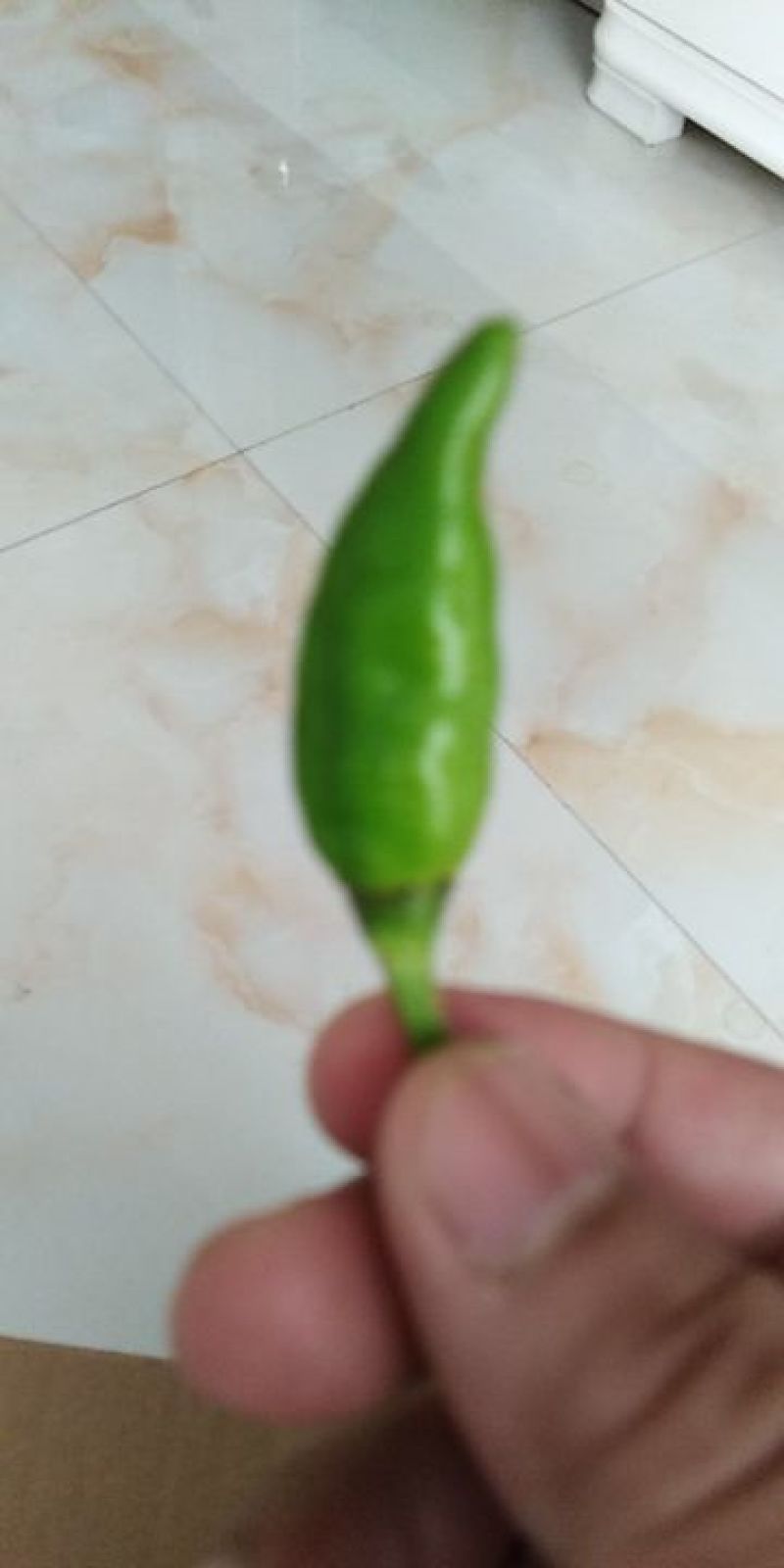 辣椒(指天椒)