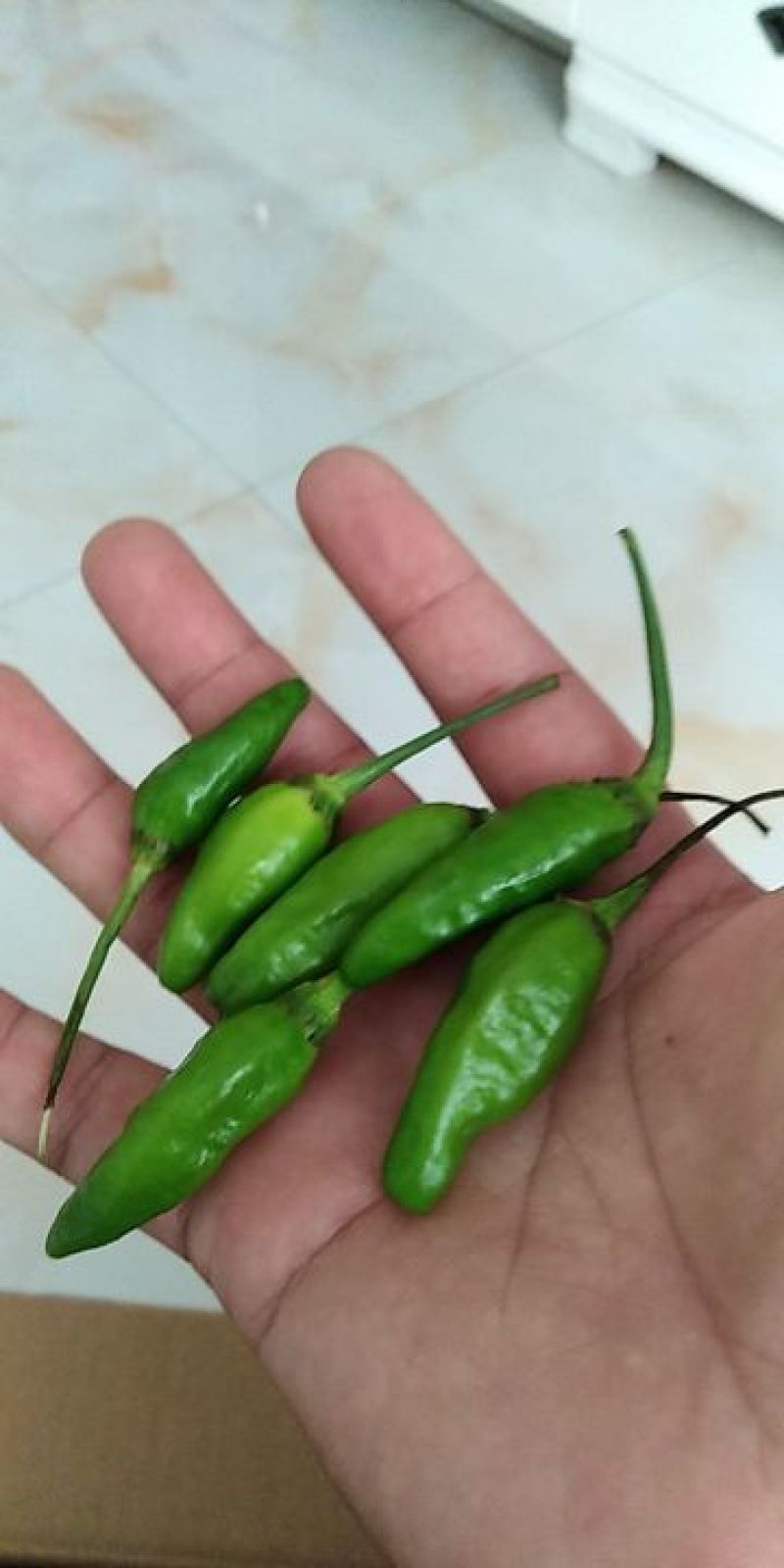 辣椒(指天椒)