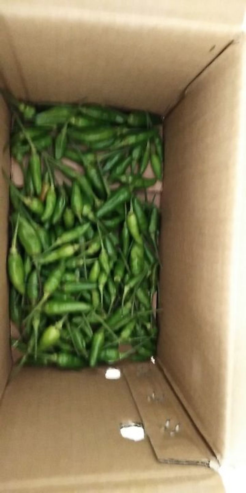 辣椒(指天椒)