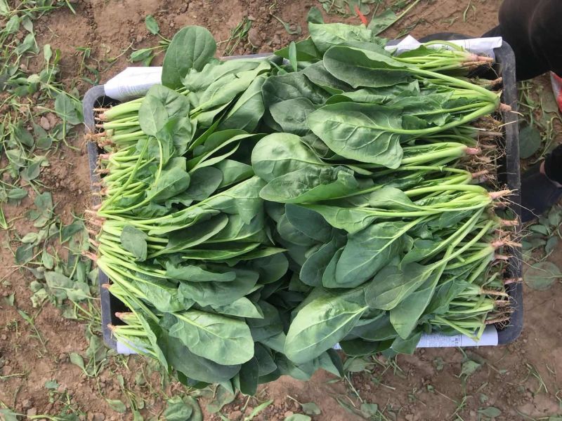 菠菜价格合理提供周转箱