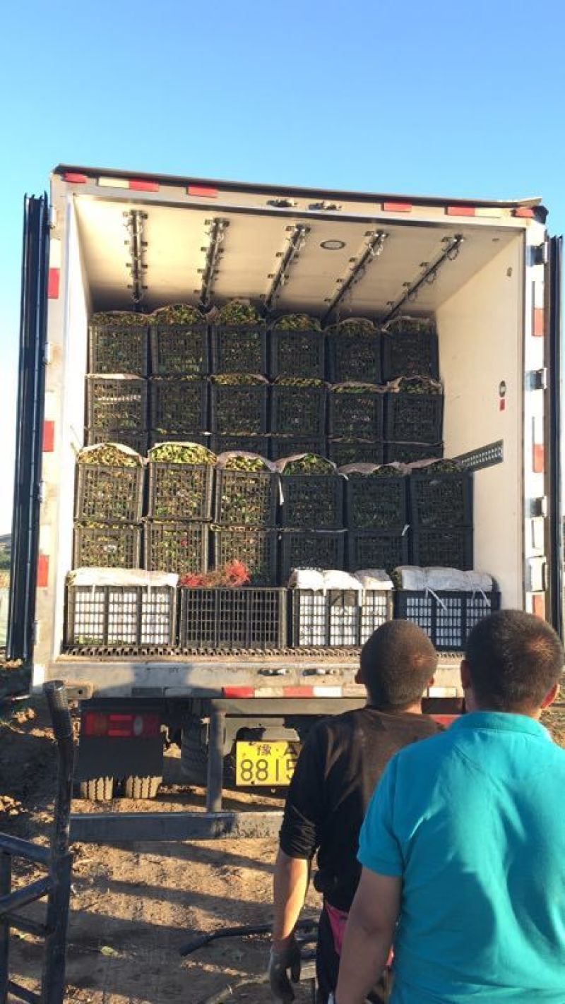 菠菜价格合理提供周转箱