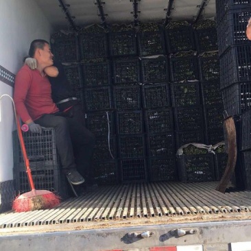 菠菜价格合理提供周转箱