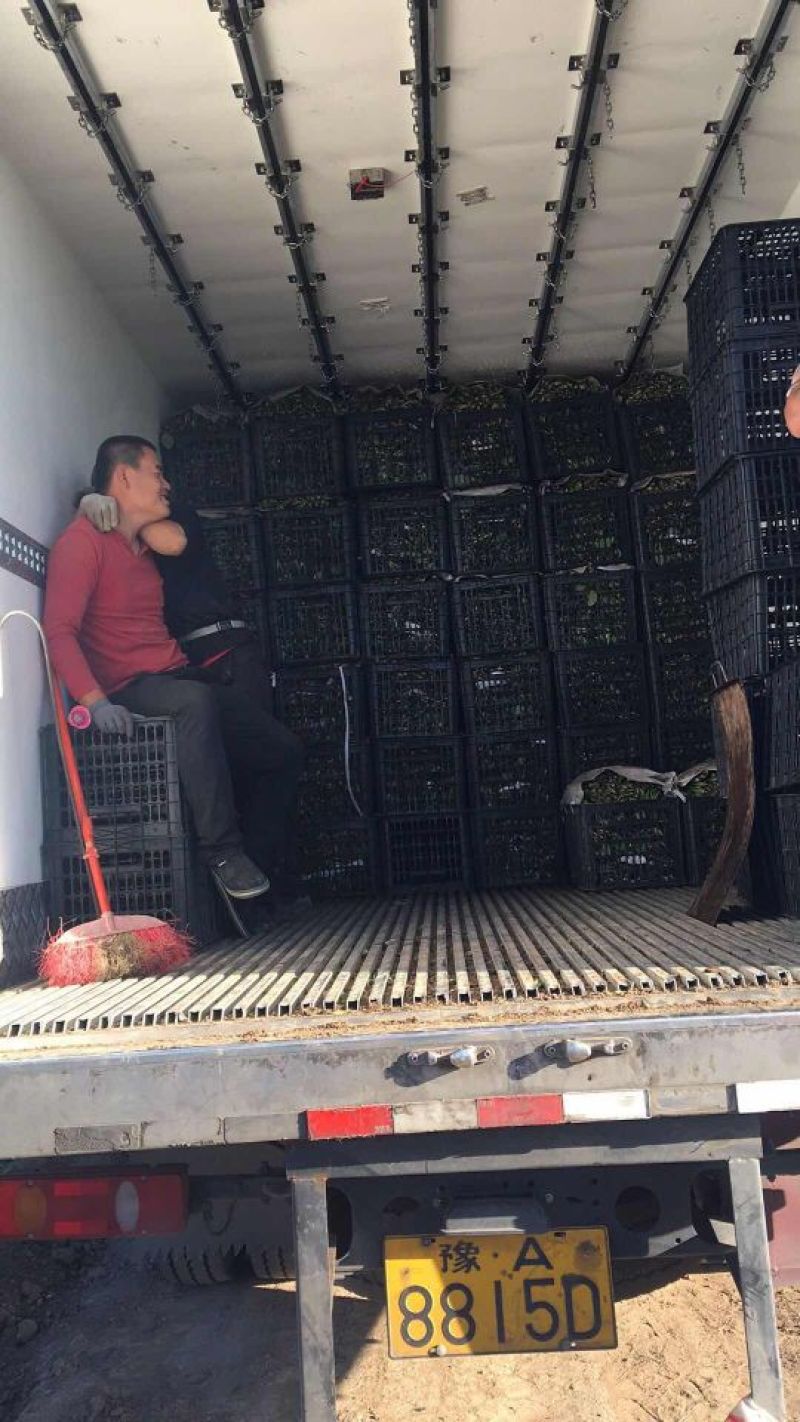 菠菜价格合理提供周转箱
