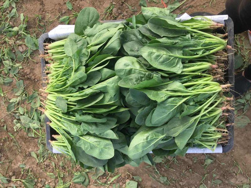 菠菜价格合理提供周转箱