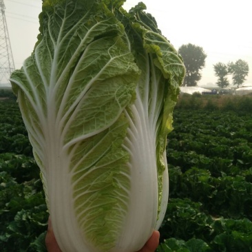 大白菜，货源充足，价钱上涨趋势，冬储三号。可以发往全国各