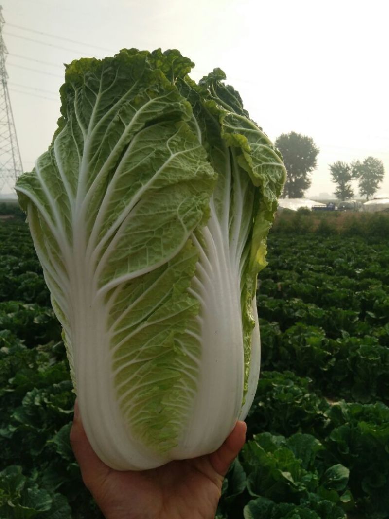大白菜，货源充足，价钱上涨趋势，冬储三号。可以发往全国各