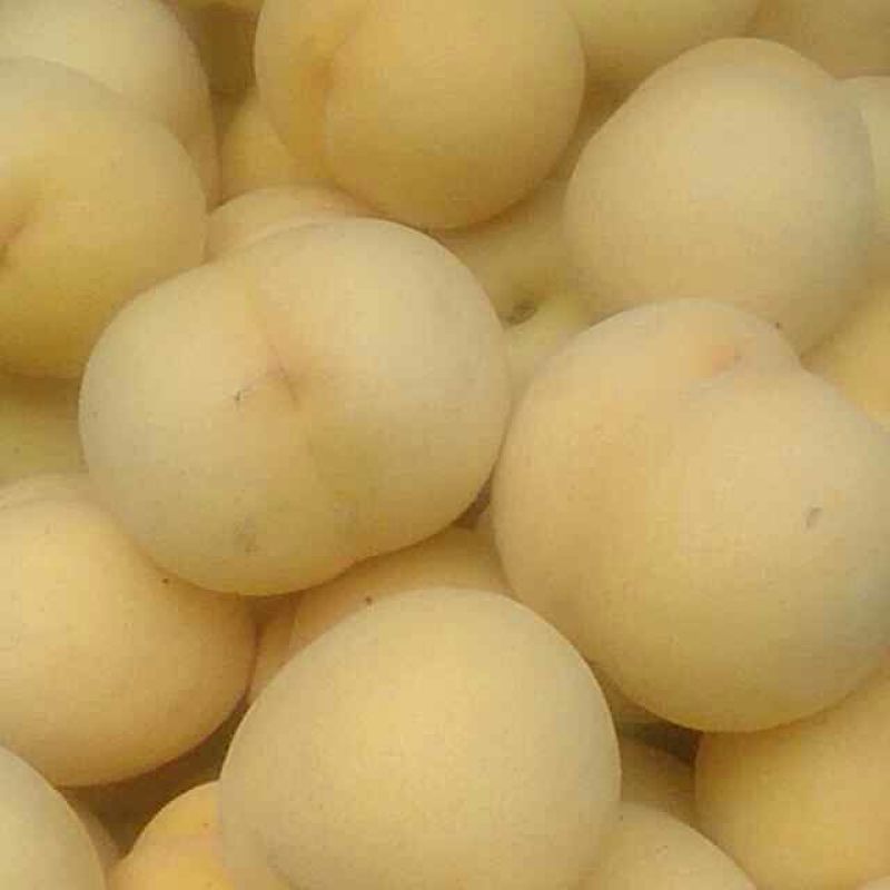 金蜜1号，锦香黄桃，黄锦绣，黄中黄，离核大黄，四两以上，