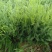 芦笋苗一年小苗现挖发货量大优惠