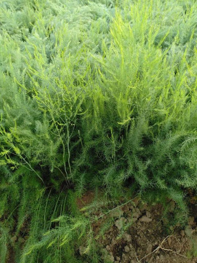 芦笋苗一年小苗现挖发货量大优惠