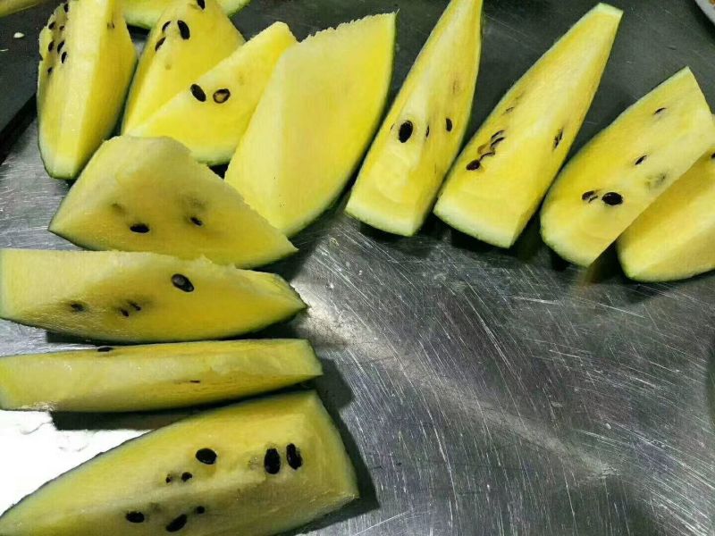 黄壤吊瓜