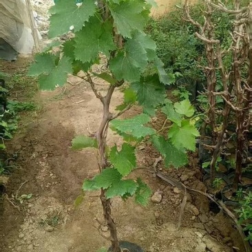盆栽夏黑葡萄树