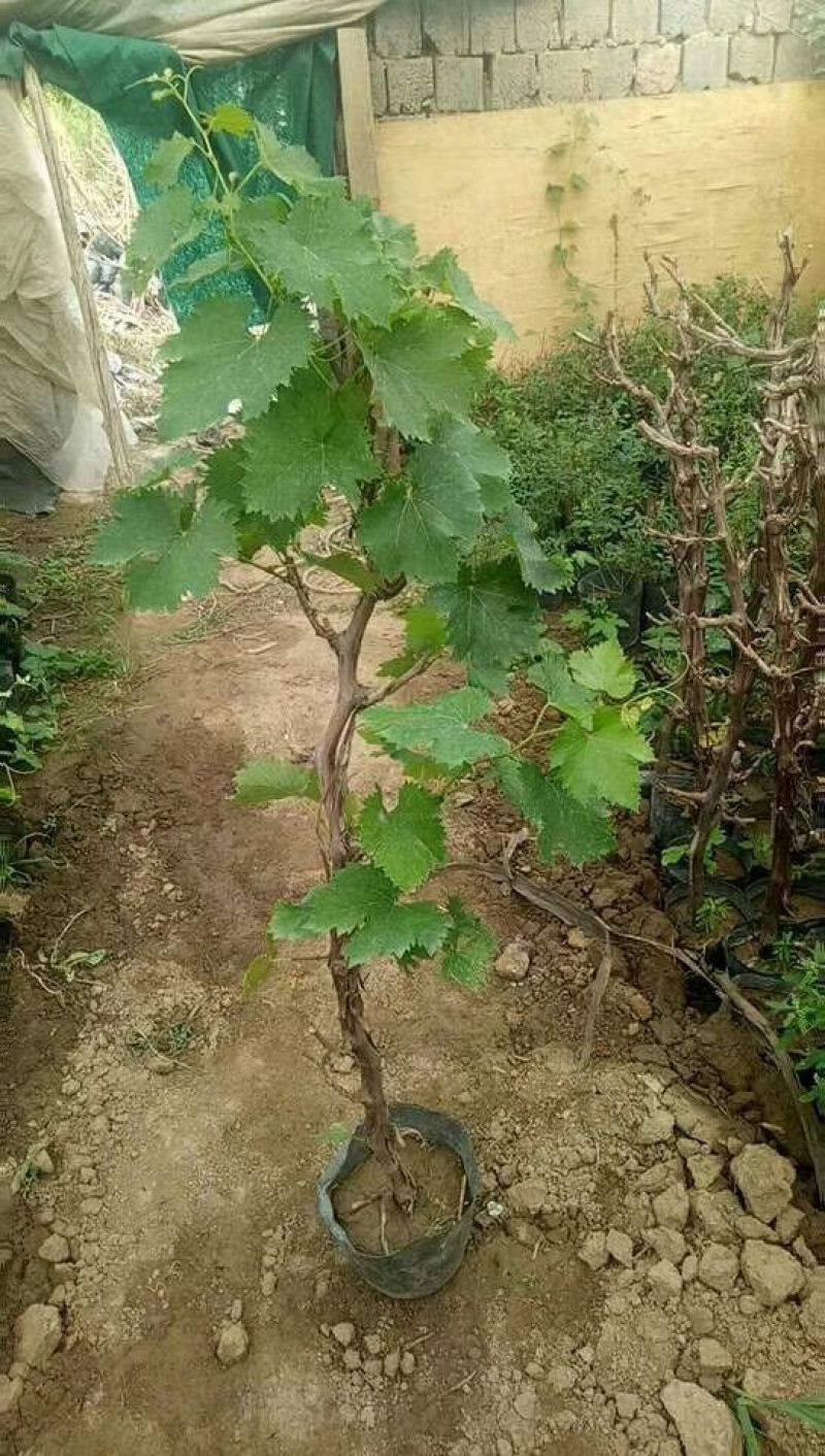 盆栽夏黑葡萄树