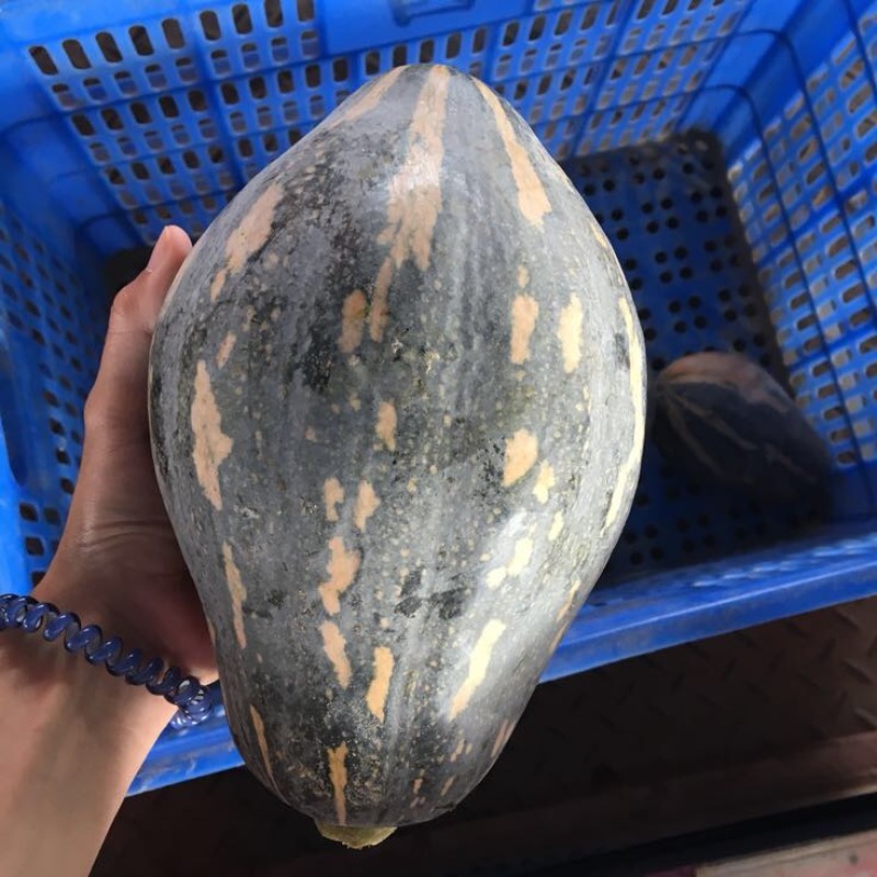 香芋南瓜1~2斤以上长条形